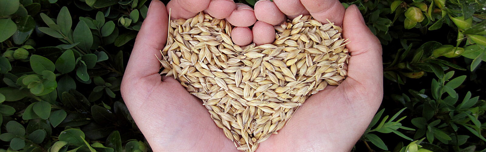 mit Getreide gefüllte Hände formen ein Herz