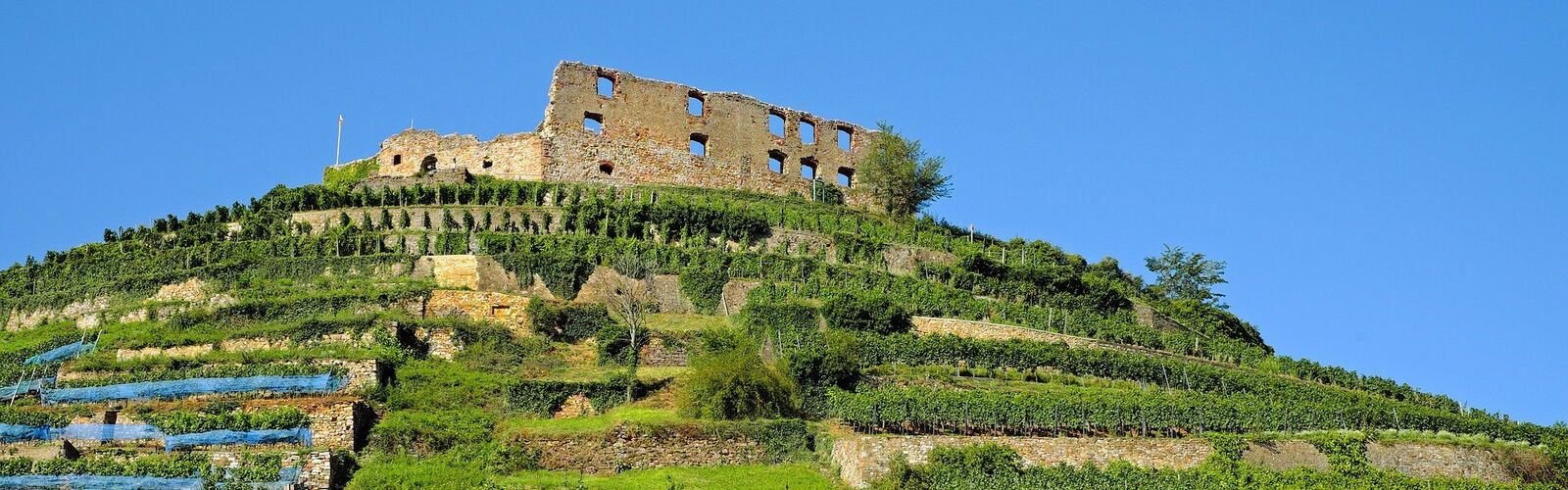 Die Staufener Burgruine, darunter Weinreben
